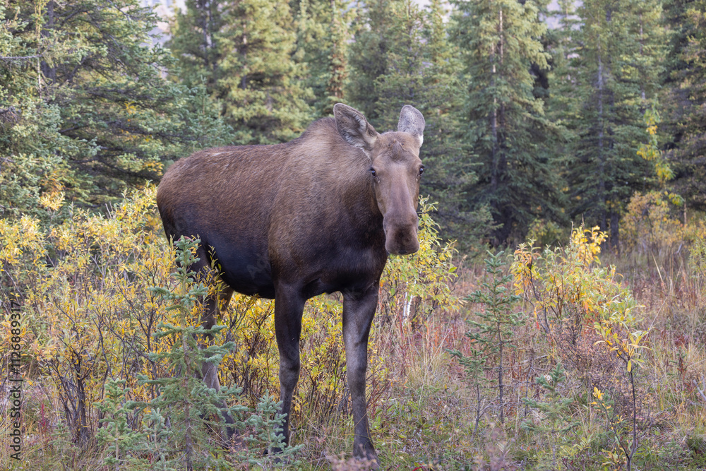 Cow Alaska Yukon Moose in Denali National Park Alaska in Autumn Cow Alaska Yukon Moose in Denali National Park Alaska in Autumn
