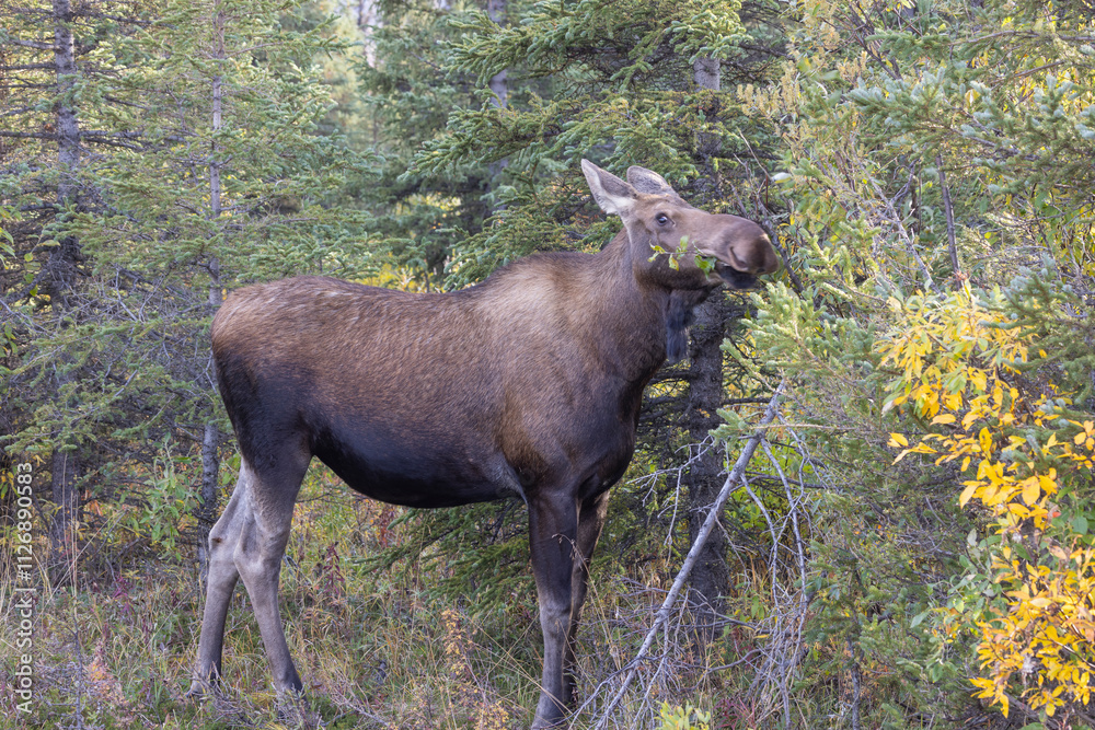 Cow Alaska Yukon Moose in Denali National Park Alaska in Autumn Cow Alaska Yukon Moose in Denali National Park Alaska in Autumn