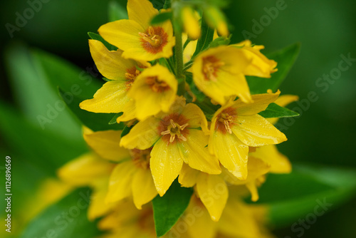 Punktierter Gilbweiderich (Lysimachia punctata)	 photo