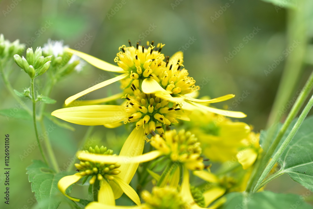 yellow wildflowers Verbesina alternifolia yellow wildflowers Verbesina alternifolia