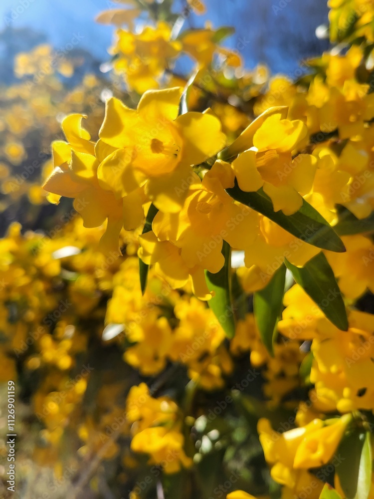 Ταπετσαρία Gelsemium sempervirens, Carolina or Yellow Jessamine jasmine flowers on a fence