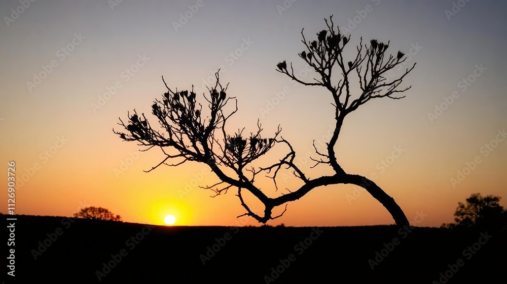 Silhouette of an acacia tree with a vibrant sunrise in the background, morning, scenic Silhouette of an acacia tree with a vibrant sunrise in the background, morning, scenic