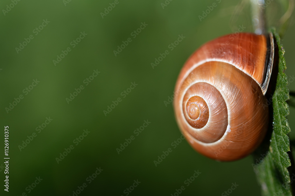 A snail with a brown shell hangs from a green leaf at the side of the picture. There is plenty of space for text. A snail with a brown shell hangs from a green leaf at the side of the picture. There is plenty of space for text.