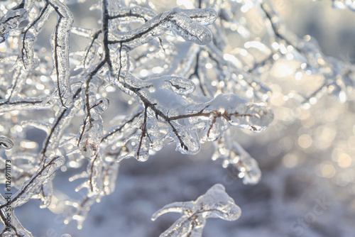 tree branches covered ice