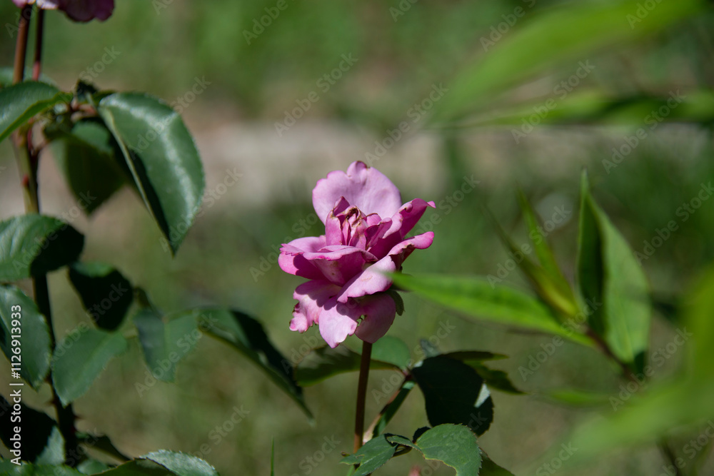 Pink rose beginning to bloom on a blurred green background in a garden in summer Pink rose beginning to bloom on a blurred green background in a garden in summer