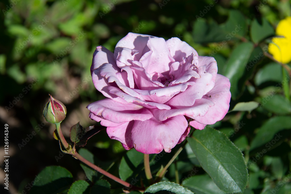 Beautiful pink rose on a blurred background of green leaves in the garden in summer Beautiful pink rose on a blurred background of green leaves in the garden in summer