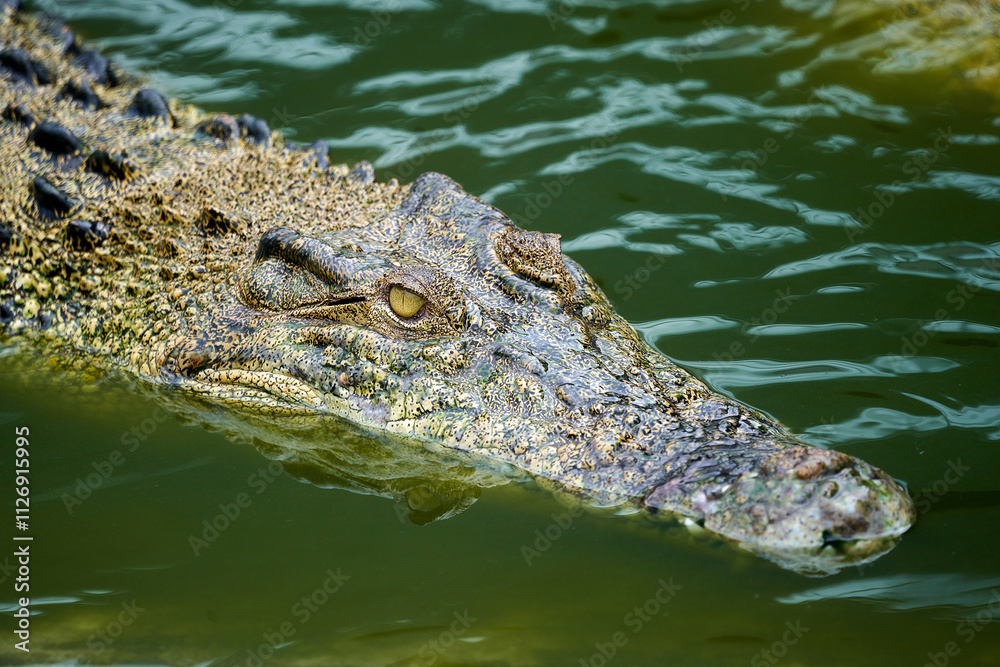 Close up of crocodile open mouth with open mouth and teeth. Close up of crocodile open mouth with open mouth and teeth.