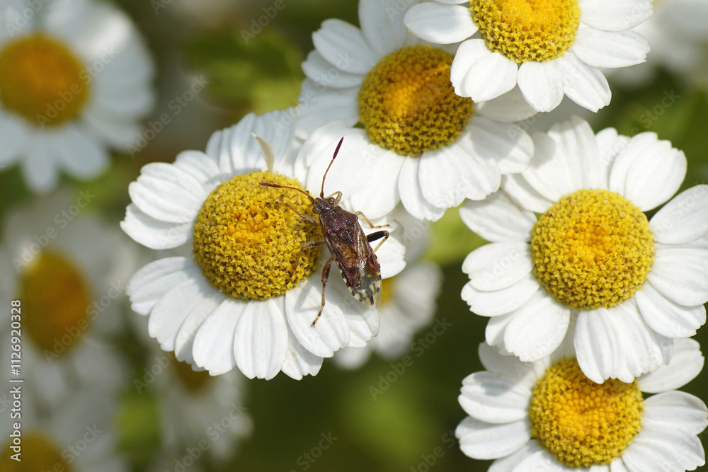 Fototapeta premium Bug Stictopleurus abutilon. Tribe Rhopalini. Subfamily Rhopalinae. Family Scentless Plant Bugs (Rhopalidae). Fower of feverfew Tanacetum parthenium