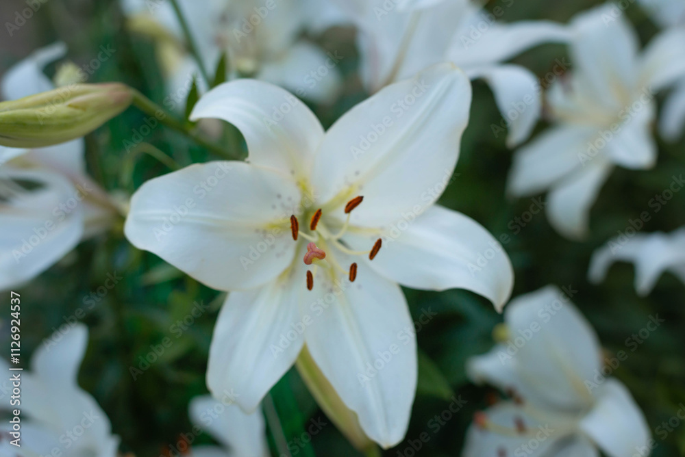 Various varieties of lilies in the garden. Seeds and bulbs for planting flowers. Various varieties of lilies in the garden. Seeds and bulbs for planting flowers.