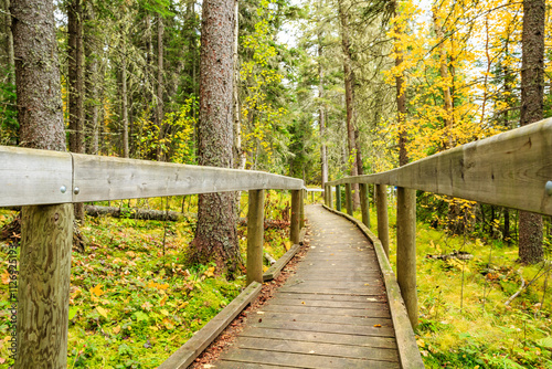 A wooden walkway in a forest with trees on either side