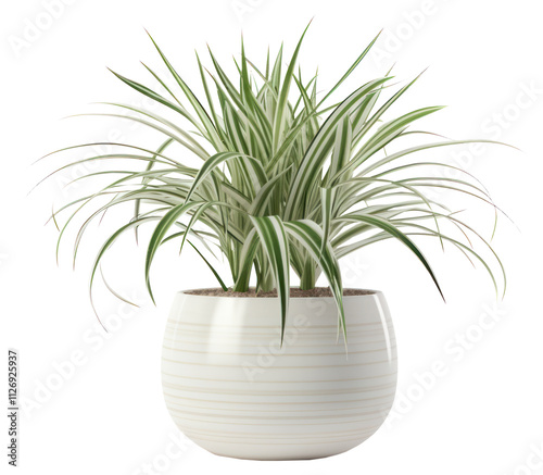 PNG  Elegant indoor spider plant decor