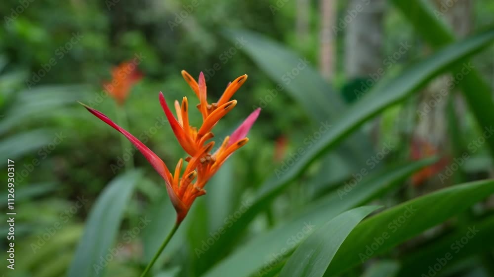 A Stunning Vibrant Heliconia Flower Beautifully Captured Amidst Lush Greenery Display A Stunning Vibrant Heliconia Flower Beautifully Captured Amidst Lush Greenery Display
