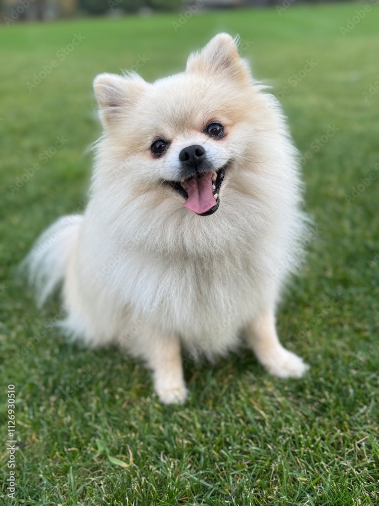 Cute Pomeranian in the grass Cute Pomeranian in the grass