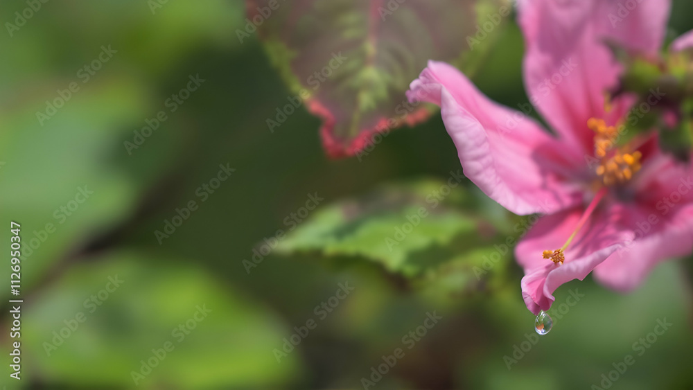 Close-up of a blooming pink flower with petals and green leaves in a garden during spring Close-up of a blooming pink flower with petals and green leaves in a garden during spring