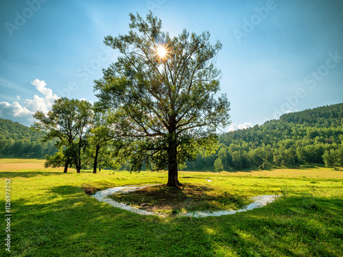 Southern Urals, poplar near the Utjelga River near the Gumerovsky Gorge.