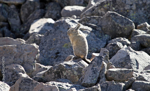 Southern Viscacha sitting on a rock, Peru
 photo