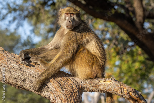 Fotografi Chacma baboon sitting on tree branch in Moremi Game Reserve, Botswana