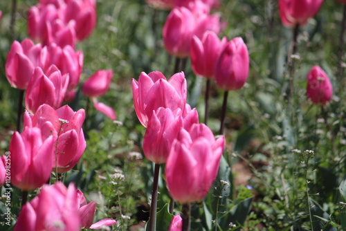 field of tulips