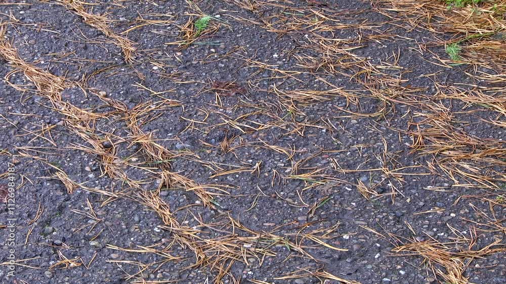 Old wet asphalt and pine needles in autumn. Old wet asphalt and pine needles in autumn.