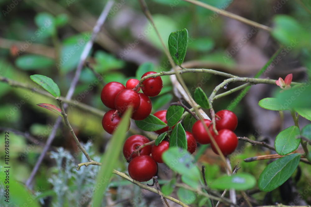 Obraz premium red ripe lingonberries hanging on a branch in the forest