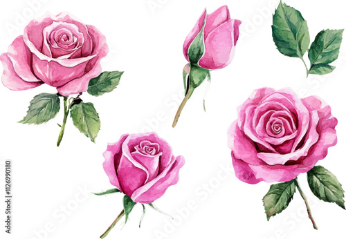 Watercolor pink rose flower clipart illustration