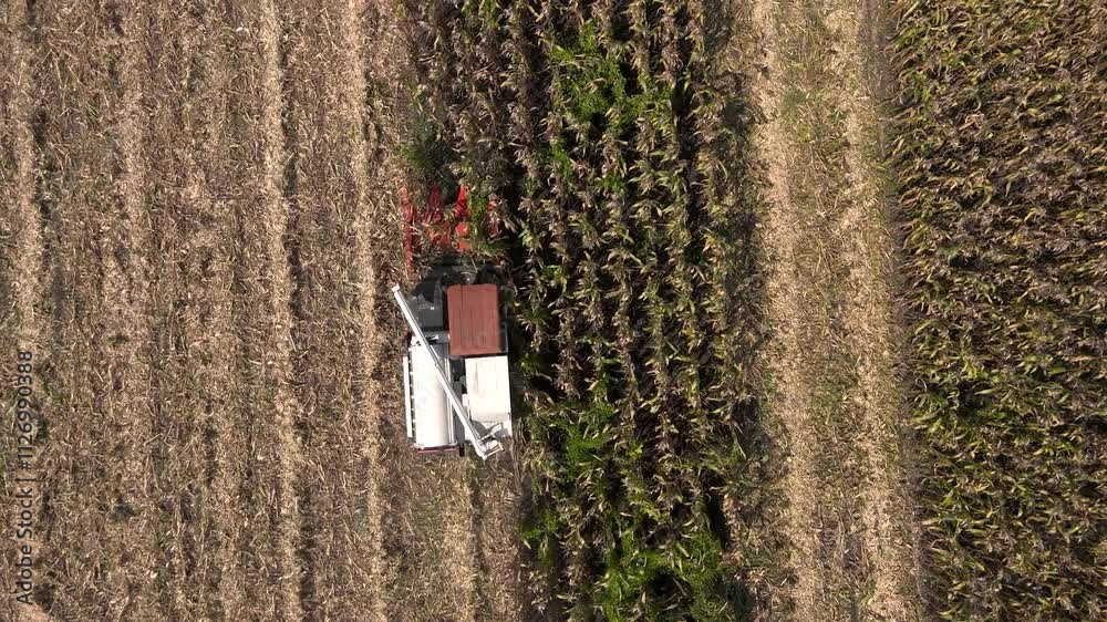 Combine harvester is working in the field from an aerial view. Combine harvester is harvesting ripe wheat in the fiel Combine harvester is working in the field from an aerial view. Combine harvester is harvesting ripe wheat in the fiel