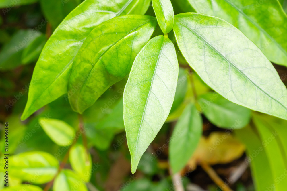 Natural plant green leaf in garden environment ecology background Natural plant green leaf in garden environment ecology background