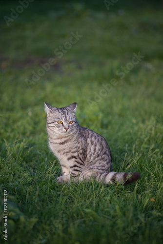 gray tabby forest cat in natural habitat in green grass