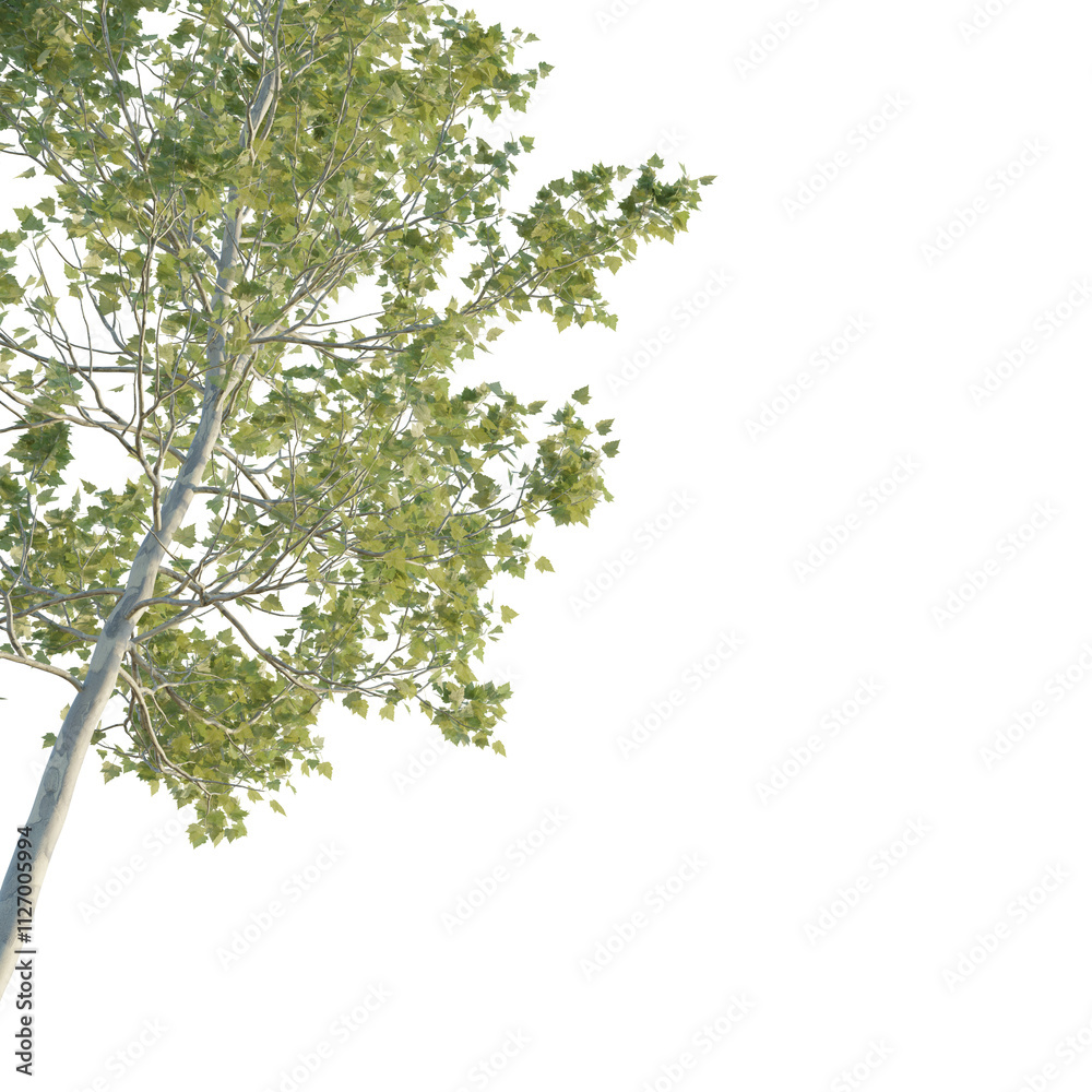 American Sycamore tree corner 4k png cutout isolate American Sycamore tree corner 4k png cutout isolate