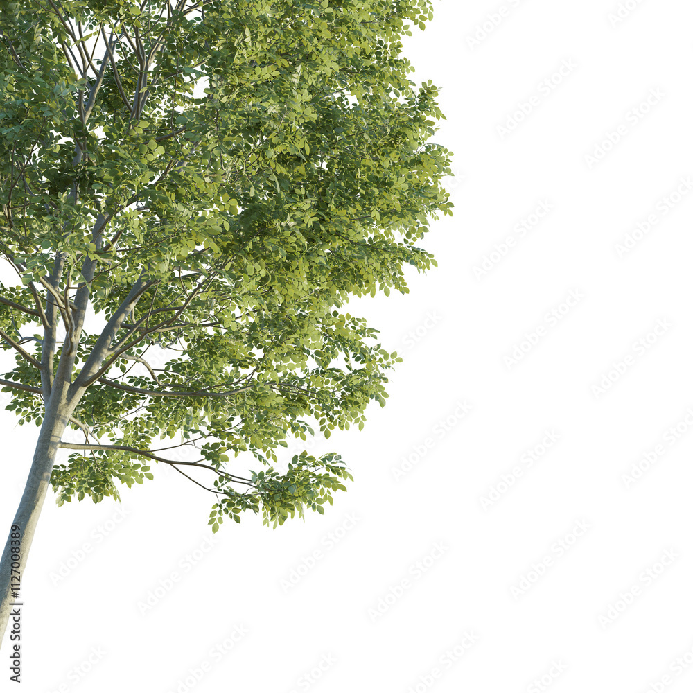 Obraz premium Fraxinus tree corner 4k png cutout isolate