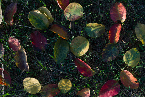 Yellow maple leaves blanket a lush green lawn during a tranquil autumn day