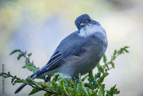 Fire-eyed diucon (pyrope) on a branch in Patagonia photo