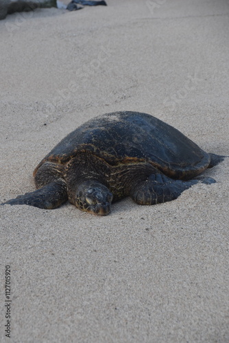 A large bale of big sea turtles gathered on the beach on Maui Island, Hawaii photo