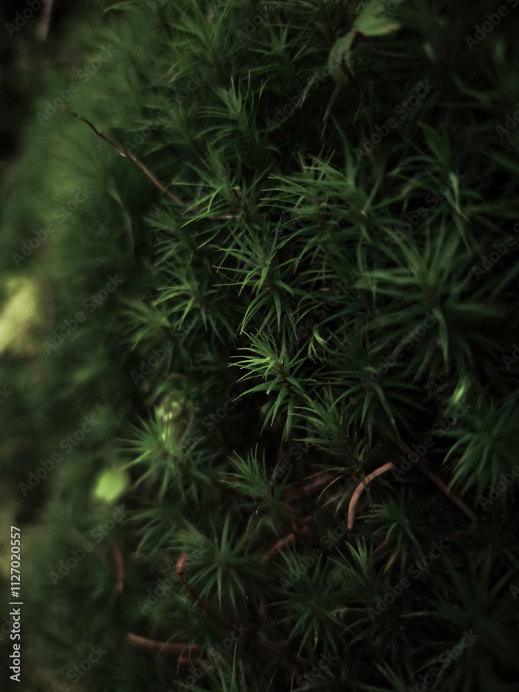 Close up of vibrant green moss growing in chamonix, france, in autumn Close up of vibrant green moss growing in chamonix, france, in autumn