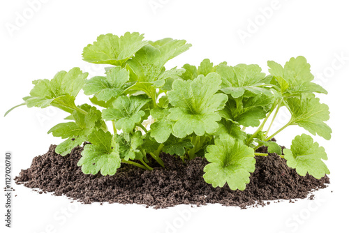 a green plant with leaves and dirt