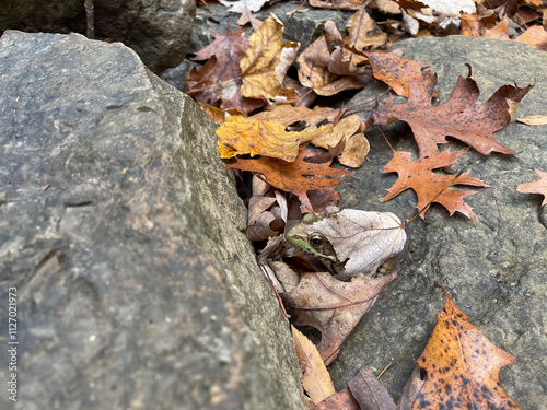 Hidden frog