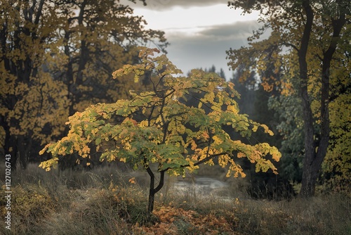 A medium shot of a Carya cordiformis tree photo