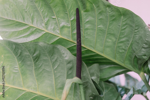 Anthurium grandifolium is a climbing plant with elongated stems and large