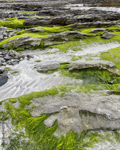 moss on the rocks