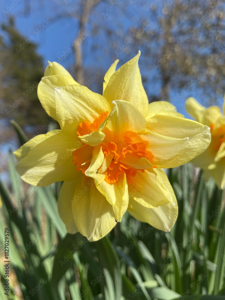 Fototapeta premium yellow daffodil flower