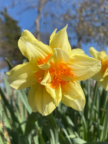 yellow daffodil flower