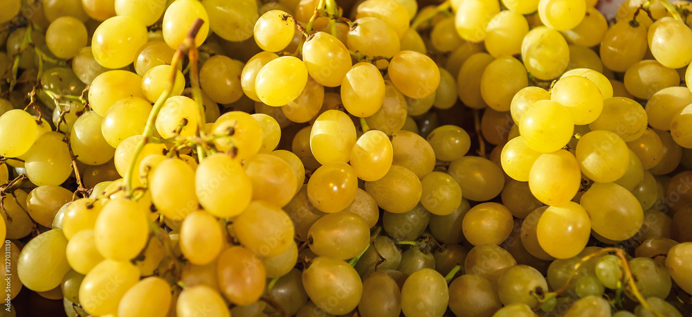 bunches of ripe golden grapes