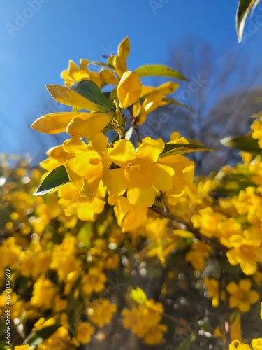 Gelsemium sempervirens, Carolina or Yellow Jessamine jasmine flowers on a fence photo