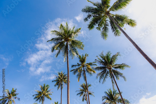 Selective focus of palmyra palm or coconut trees with blue sky, Palmyra palms are economically useful and widely cultivated, especially in South Asia and Southeast Asia, Thailand, Nature background.  photo