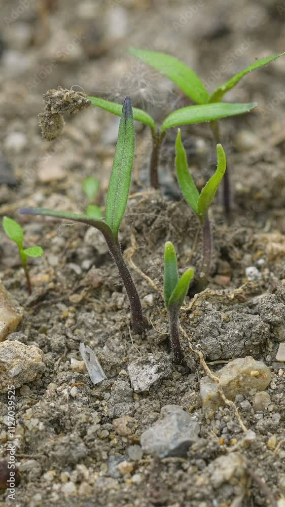 Macro of plant sprouts growth on raw agricultural ground field timelapse Vertical 4k Macro of plant sprouts growth on raw agricultural ground field timelapse Vertical 4k