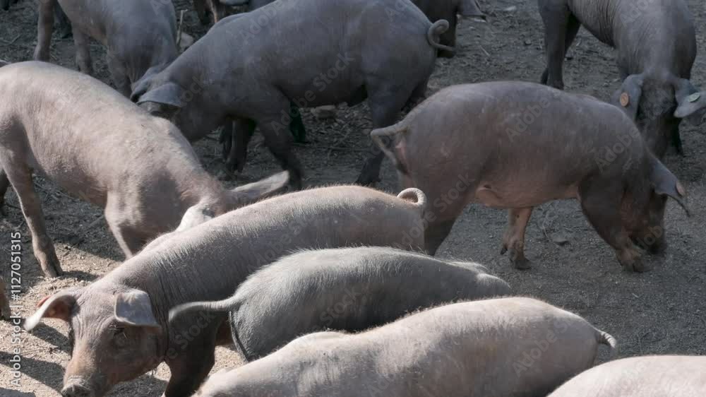 Group of Pigs Grazing in a Sunlit Farmyard Pen Group of Pigs Grazing in a Sunlit Farmyard Pen