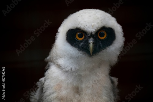 Juvenile Spectacled Owl (Pulsatrix perspicillata).