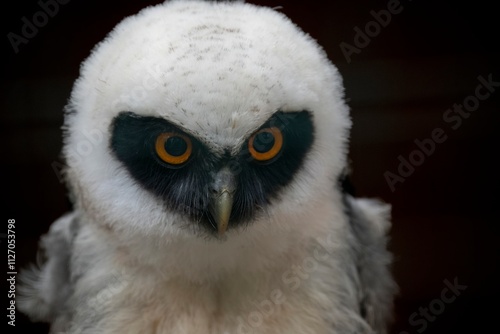 Juvenile Spectacled Owl (Pulsatrix perspicillata).
