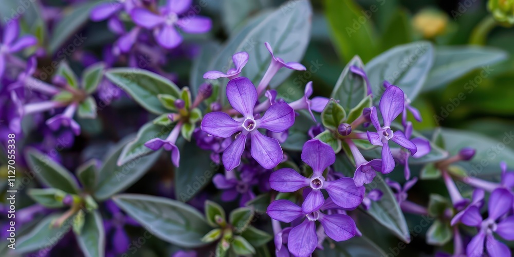 Close-up of vibrant purple flower petals and delicate leaves, plant, purple flowers, petals Close-up of vibrant purple flower petals and delicate leaves, plant, purple flowers, petals