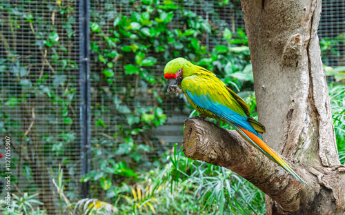 beautiful parrots in a park